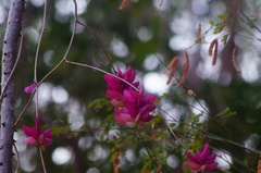 Ipomoea bracteata