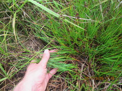 Juncus bulbosus