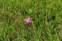 Rhexia mariana mariana