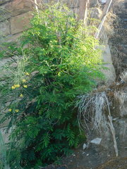 Leucaena leucocephala