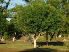 Fraxinus berlandieriana