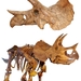 Triceratops - Photo (c) User:MathKnight, some rights reserved (CC BY-SA)