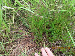 Juncus bulbosus