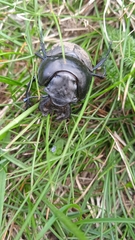 Lethrus apterus