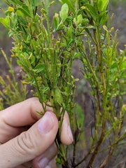 Gnorimoschema baccharisella