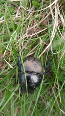 Lethrus apterus