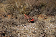 Aloe claviflora