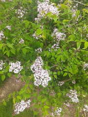 Syringa meyeri