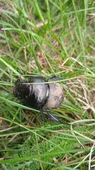 Lethrus apterus