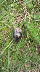 Lethrus apterus
