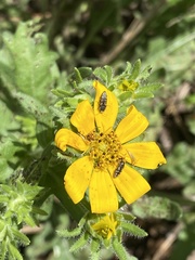Acmaeoderini