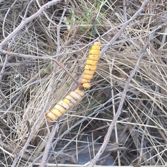 Prosopis strombulifera