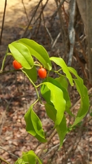 Olacaceae