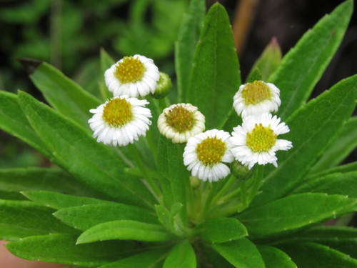 Image of Darwiniothamnus lancifolius by (c) Juan Carlos Caicedo Hernández, some rights reserved (CC BY)