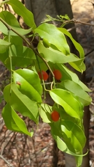 Olacaceae
