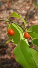 Olacaceae