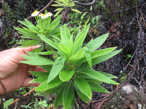 Image of Darwiniothamnus lancifolius by (c) Juan Carlos Caicedo Hernández, some rights reserved (CC BY)