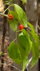 Olacaceae