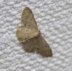 Idaea pilosata