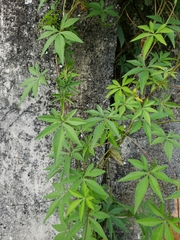 Magnoliopsida