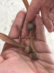 Dipterocarpaceae