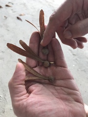 Dipterocarpaceae