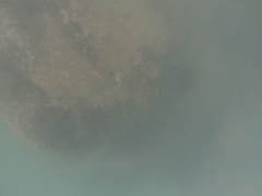 Halichoeres notospilus