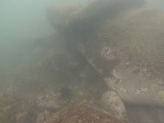 Johnrandallia nigrirostris