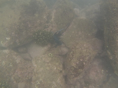 Microspathodon dorsalis