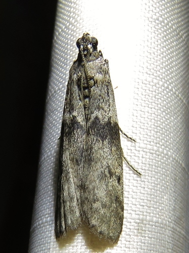 Mediterranean Flour Moth photo 3
