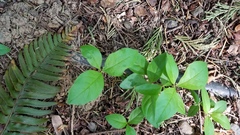Lysimachia latifolia