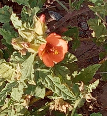 Sphaeralcea miniata