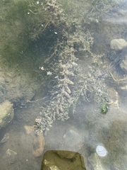 Ceratophyllum demersum