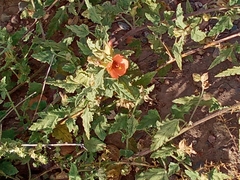 Sphaeralcea miniata