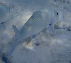 Albulidae