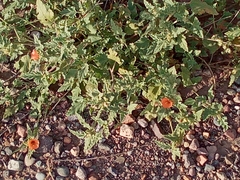Sphaeralcea miniata