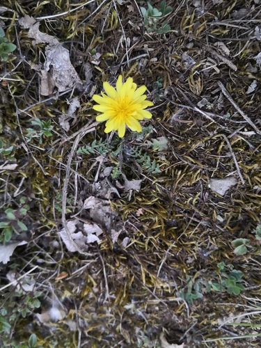 Red-seeded dandelion (Taraxacum rubicundum)