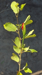 Bauhinia madagascariensis image