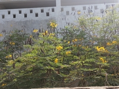 Erythrostemon mexicanus