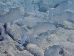 Albulidae