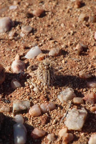 Image of Acanthopsis hoffmannseggiana by (c) Tony Rebelo, some rights reserved (CC BY-SA)