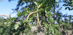 Vachellia rigidula