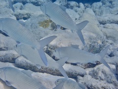 Albulidae