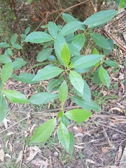 Hedycarya angustifolia