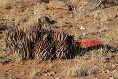 Aloe claviflora