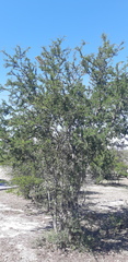 Vachellia rigidula