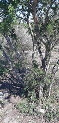 Vachellia rigidula