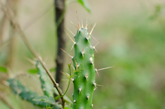 Opuntia aurantiaca