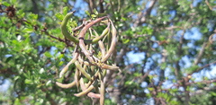 Vachellia rigidula