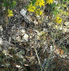 Psammodromus algirus